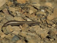 Chalcides bedriagai, Bedriaga s Skink