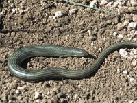 Chalcides chalcides 1, Saxifraga-Edo van Uchelen