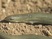 Chalcides chalcides 2, Saxifraga-Edo van Uchelen