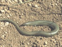 Chalcides chalcides 3, Saxifraga-Edo van Uchelen