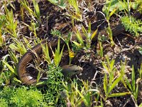 Chalcides chalcides 4, Saxifraga-Hans Dekker