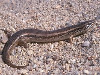 Chalcides ocellatus 1, Saxifraga-Edo van Uchelen