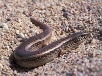 Chalcides ocellatus 2, Saxifraga-Edo van Uchelen