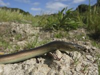 Chalcides striatus