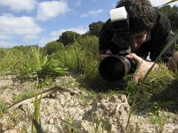 Chalcides striatus 2,  Saxifraga-Rob Felix : Animalia, Chordata, Reptilia, Squamata, animal, dier, dieren, gewervelde dieren, hagedis, hagedissen, lizard, reptiel, reptielen, reptile, vertebraat, vertebrate