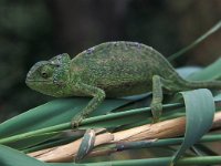 Chamaeleo chamaeleon 1, Gewone kameleon, Saxifraga-Edo van Uchelen