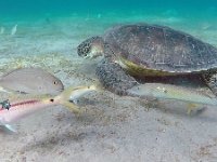 Chelonia mydas 1, Soepschildpad, Saxifraga-Tom Heijnen