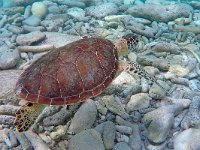 Chelonia mydas 5, Soepschildpad, Saxifraga-Tom Heijnen