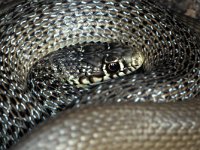 Coluber gemonensis, Balkan Whip Snake