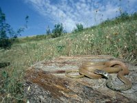 Coluber najadum, Dahl s Whip Snake