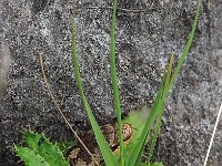 Coronella austriaca 42, Gladde slang, Saxifraga-Hans Dekker