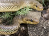 Elaphe longissima, Aesculapian Snake