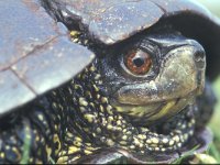 Emys orbicularis 1, Europese moerasschildpad, Saxifraga-Edo van Uchelen