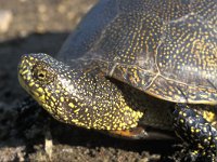 Emys orbicularis 2, Europese moerasschildpad, Saxifraga-Edo van Uchelen