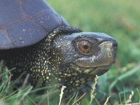 Emys orbicularis 3, Europese moerasschildpad, Saxifraga-Edo van Uchelen