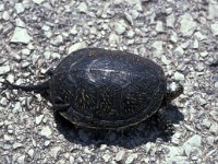 Emys orbicularis 4, Europese moerasschildpad, Saxifraga-Jan van der Straaten