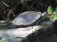 Emys orbicularis 5, Europese moerasschildpad, Saxifraga-Martin  Mollet