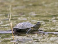 Emys orbicularis 7, Europese moerasschildpad, Saxifraga-Mark Zekhuis,