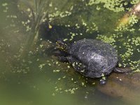 Emys orbicularis 8, Europese moerasschildpad, Saxifraga-Mark Zekhuis