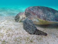 Eretmochelys imbricata 1, Karetschildpad, Saxifraga-Tom Heijnen