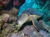 Eretmochelys imbricata 2, Karetschildpad, Saxifraga-Tom Heijnen