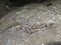 Euleptes europaea 2, Saxifraga-Rob Felix : Animalia, Chordata, Reptilia, Squamata, animal, dier, dieren, gewervelde dieren, hagedis, hagedissen, lizard, reptiel, reptielen, reptile, vertebraat, vertebrate