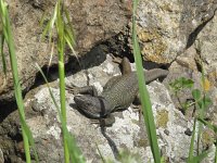 Gallotia gallotia eisentrauti 3, Saxifraga-Rob Felix : Animalia, Chordata, Reptilia, Squamata, animal, dier, dieren, gewervelde dieren, hagedis, hagedissen, lizard, reptiel, reptielen, reptile, vertebraat, vertebrate