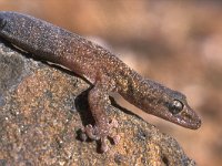 Hemidactylus turcicus 2, Saxifraga-Edo van Uchelen