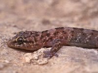 Hemidactylus turcicus 3, Saxifraga-Edo van Uchelen