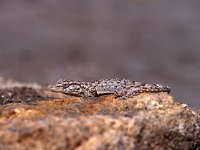 Hemidactylus turcicus 5, Saxifraga-Edo van Uchelen