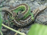 Lacerta agilis 1, Zandhagedis, Saxifraga-Edo van Uchelen