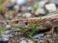 Lacerta agilis 101, Zandhagedis, Saxifraga-Hans Dekker