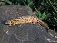 Lacerta agilis 11, Zandhagedis, Saxifraga-Edo van Uchelen