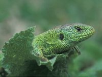 Lacerta agilis 12, Zandhagedis, male, Saxifraga-Edo van Uchelen