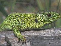 Lacerta agilis 14, Zandhagedis, male, Saxifraga-Edo van Uchelen