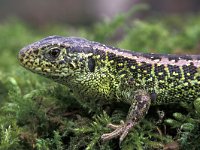 Lacerta agilis 15, Zandhagedis, male, Saxifraga-Edo van Uchelen