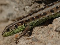 Lacerta agilis 16, Zandhagedis, Saxifraga-Bas Klaver