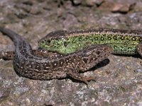 Lacerta agilis 17, Zandhagedis, pair, Saxifraga-Edo van Uchelen