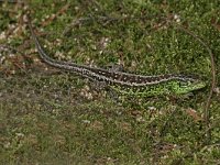 Lacerta agilis 18, Zandhagedis, Saxifraga-Mark Zekhuis