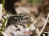 Lacerta agilis 19, Zandhagedis, Saxifraga-Mark Zekhuis