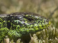 Lacerta agilis 20, Zandhagedis, male, Saxifraga-Mark Zekhuis