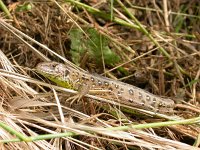 Lacerta agilis 21, Zandhagedis, female, Saxifraga-Mark Zekhuis