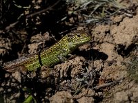 Lacerta agilis 23, Zandhagedis, Saxifraga-Jan Nijendijk