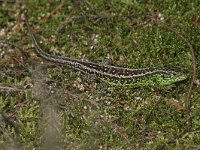 Lacerta agilis 24, Zandhagedis, Saxifraga-Mark Zekhuis