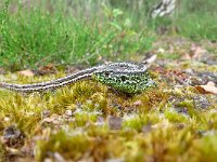 Lacerta agilis 25, Zandhagedis, Saxifraga-Mark Zekhuis