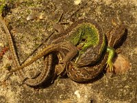 Lacerta agilis 27, Zandhagedis, Saxifraga-Kees Marijnissen