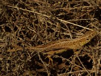 Lacerta agilis 28, Zandhagedis, female, Saxifraga-Kees Marijnissen