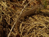 Lacerta agilis 29, Zandhagedis, female, Saxifraga-Kees Marijnissen