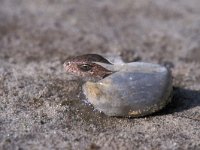 Lacerta agilis 3, Zandhagedis, juvenile leaving egg, Saxifraga-Edo van Uchelen