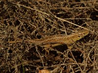 Lacerta agilis 30, Zandhagedis, female, Saxifraga-Kees Marijnissen